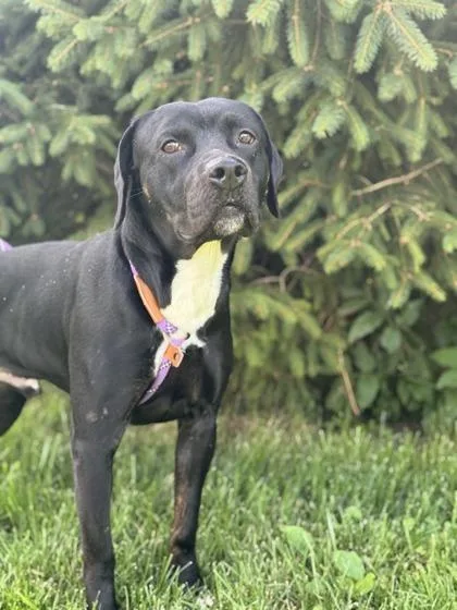 An adult medium-sized male Pit Bull Terrier dog named Courage for adoption in Columbus, IN