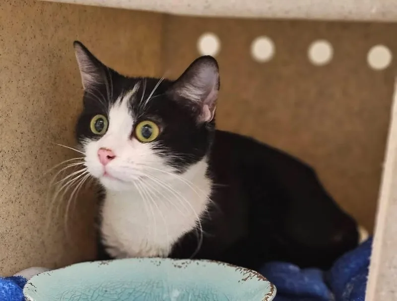 A young medium-sized female Black & White / Tuxedo Domestic Short Hair cat named Avril Lavigne for adoption in Manassas, VA