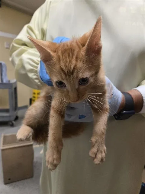 A baby small-sized male Domestic Short Hair cat named Crush for adoption in Kent, WA