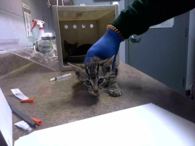 A baby small-sized male Domestic Short Hair cat named Firecracker for adoption in Tallahassee, FL