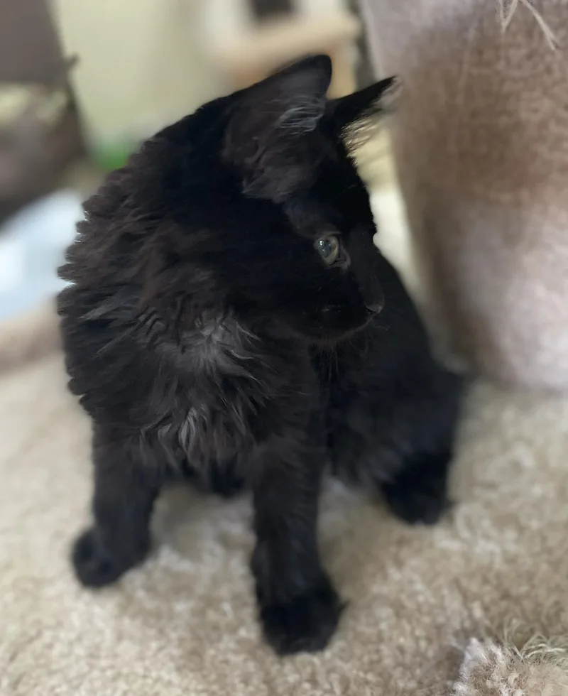 A baby medium-sized male Black Domestic Long Hair cat named Waldo for adoption in Neillsville, WI