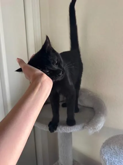 Baby Girl thumbnail 2