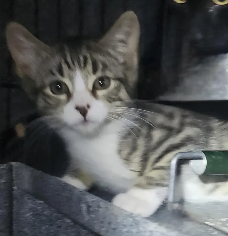 A baby small-sized female Tabby (Tiger Striped) Domestic Short Hair cat named Sierra Mist for adoption in East Brunswick, NJ