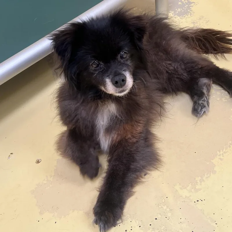 A senior small-sized male Black Pomeranian dog named IVHSStray for adoption in San Gabriel, CA