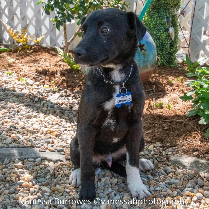 A baby small-sized male Black Labrador Retriever dog named Guermillo for adoption in Wake Forest, NC