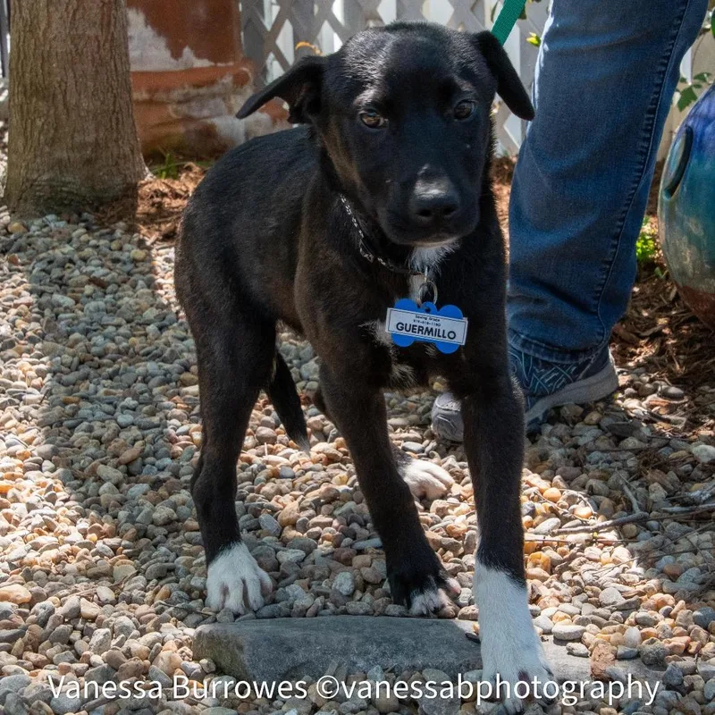 Guermillo thumbnail 2