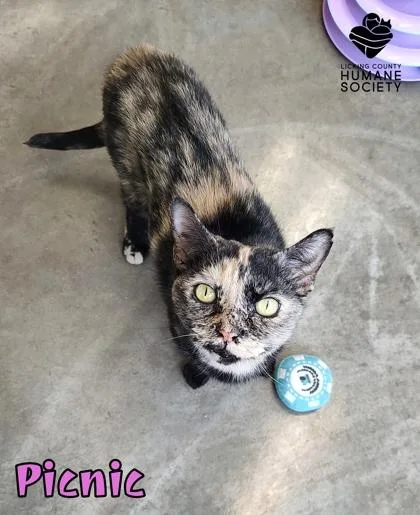 An adult small-sized female Domestic Short Hair cat named Picnic for adoption in Heath, OH