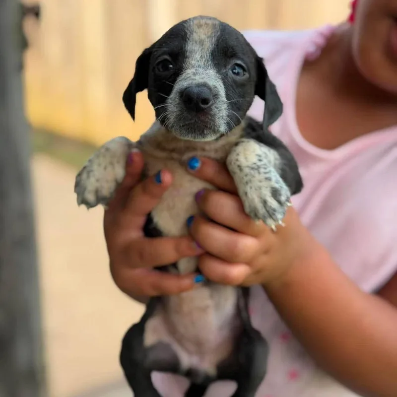 A baby small-sized female Black Mixed Breed dog named Shanae for adoption in Buffalo, MN