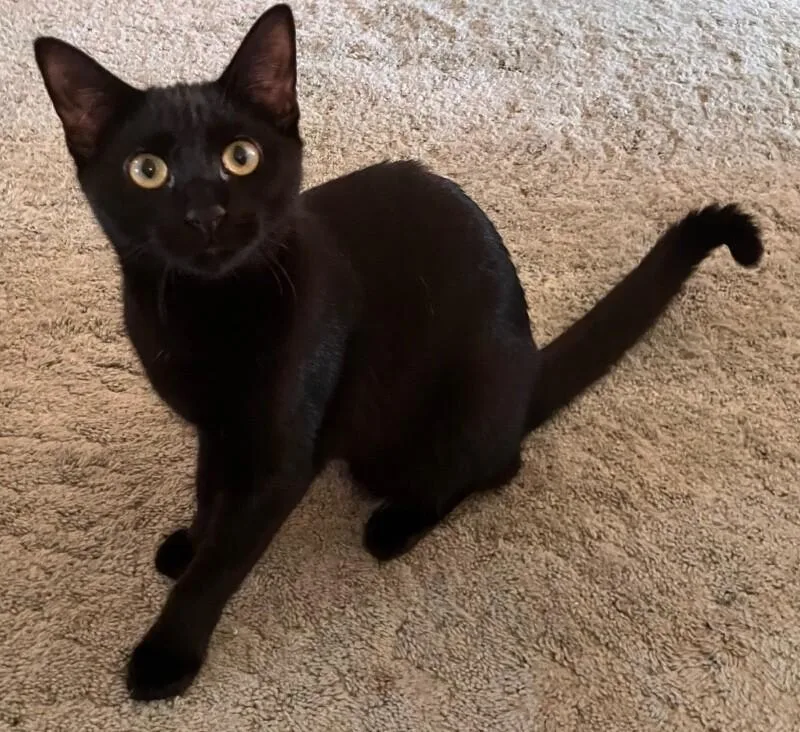An adult medium-sized female Black Domestic Short Hair cat named Zev for adoption in North Babylon, NY