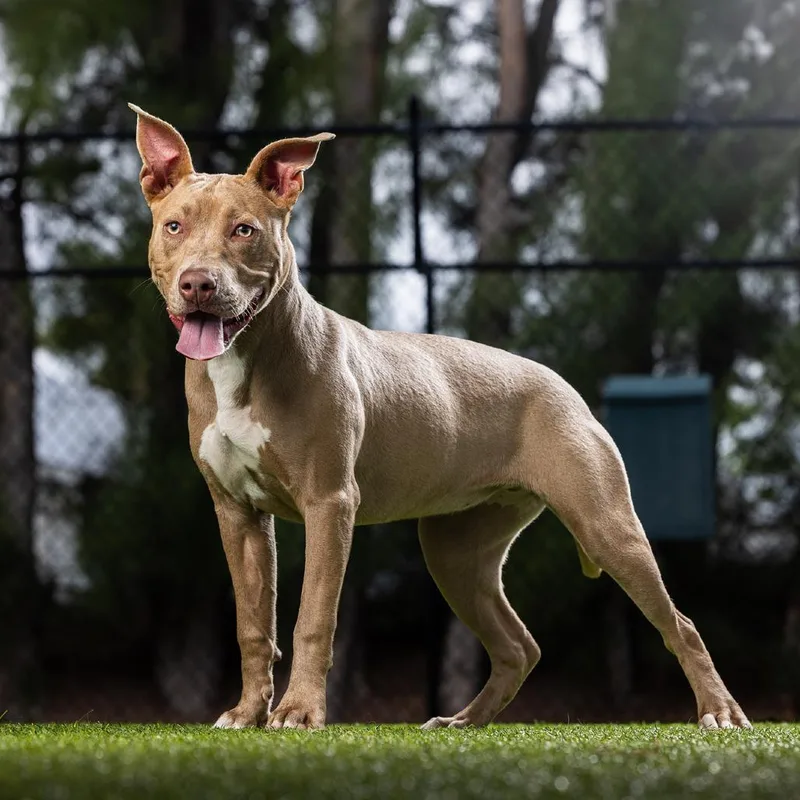 A young medium-sized female Yellow / Tan / Blond / Fawn Mixed Breed dog named Fawn for adoption in Jupiter, FL
