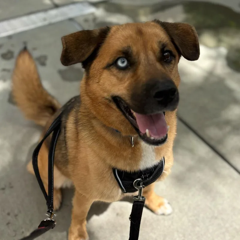 Tobi