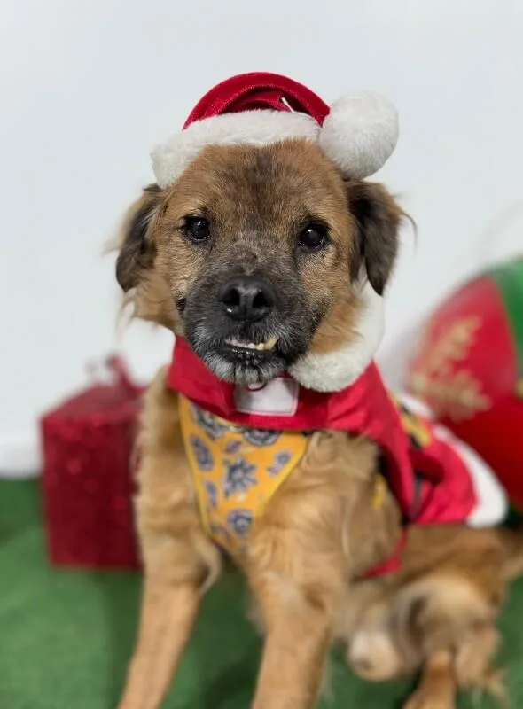 A senior small-sized male Brown / Chocolate Spaniel dog named Elijan Woof for adoption in Carlsbad, CA