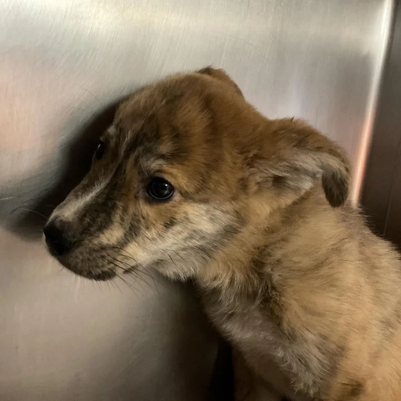 A baby small-sized male Brown / Chocolate Mixed Breed dog named Kevin for adoption in St Joseph, MO