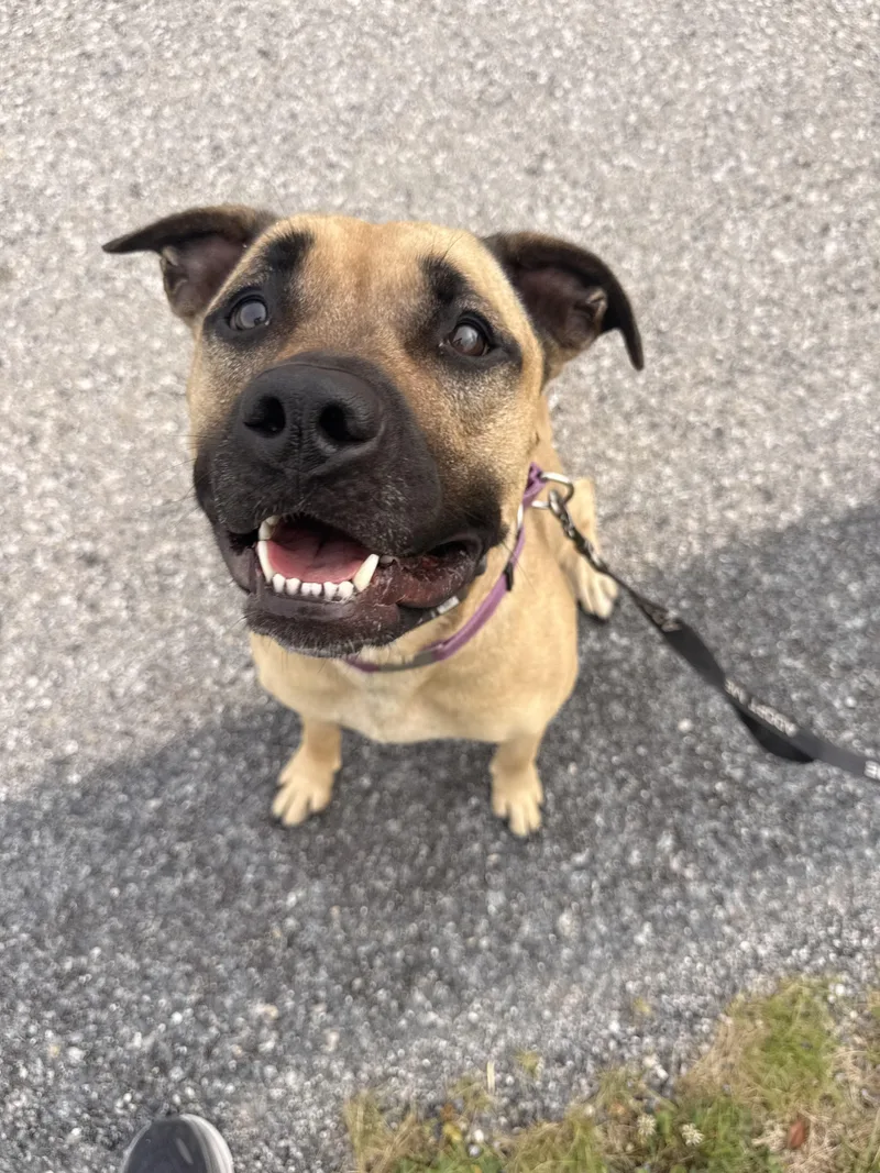 An adult large-sized female Yellow / Tan / Blond / Fawn Pit Bull Terrier dog named Opal for adoption in Dillsburg, PA