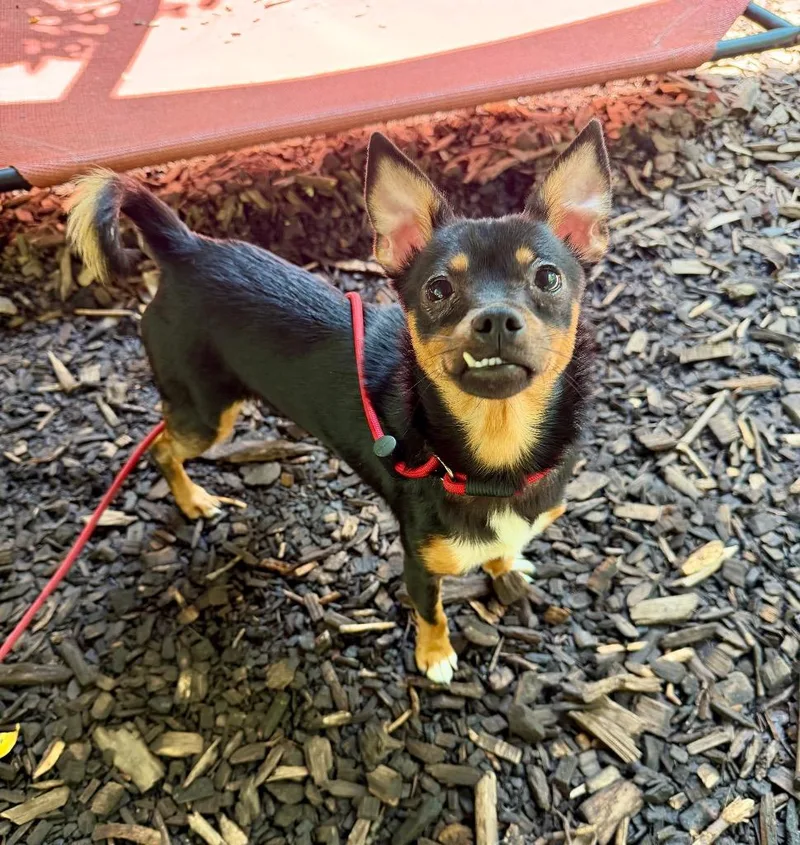 A young small-sized male Miniature Pinscher dog named Honey for adoption in Ewing, NJ