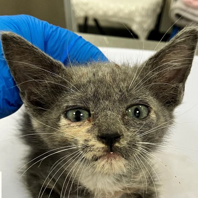 A baby small-sized female Calico Domestic Short Hair cat named Mina for adoption in Las Cruces, NM
