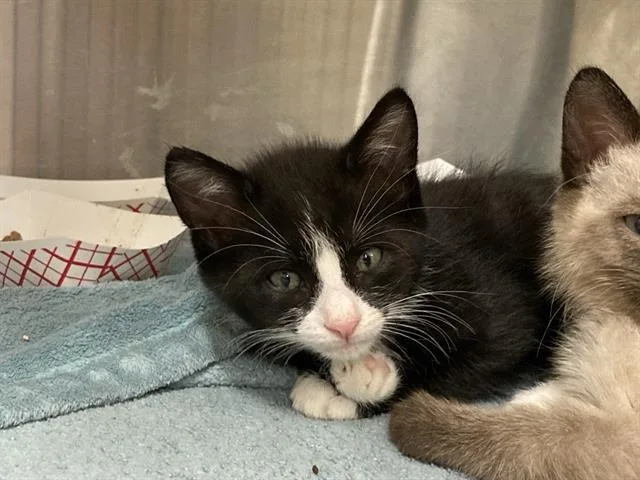 A baby small-sized male Domestic Short Hair cat named Scruffy for adoption in Tustin, CA
