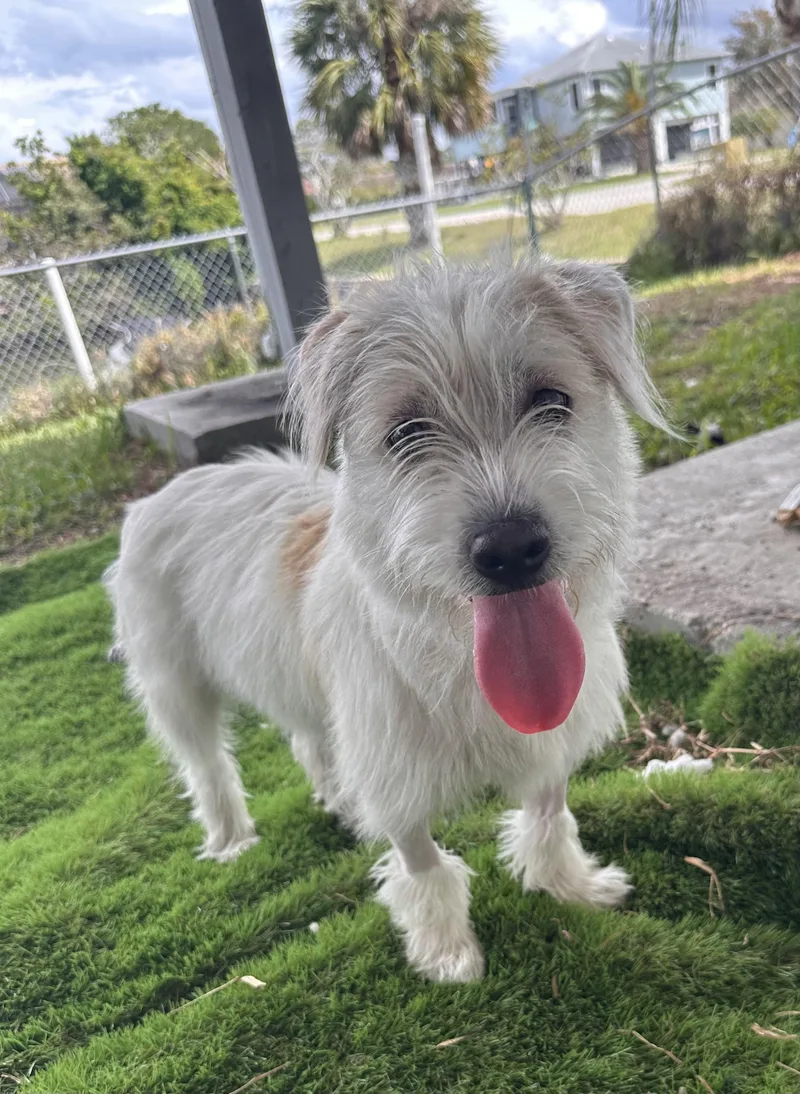 Serengeti thumbnail 2