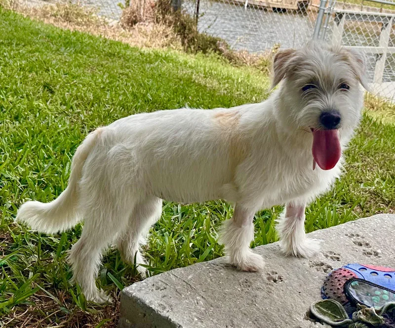 Serengeti thumbnail 3