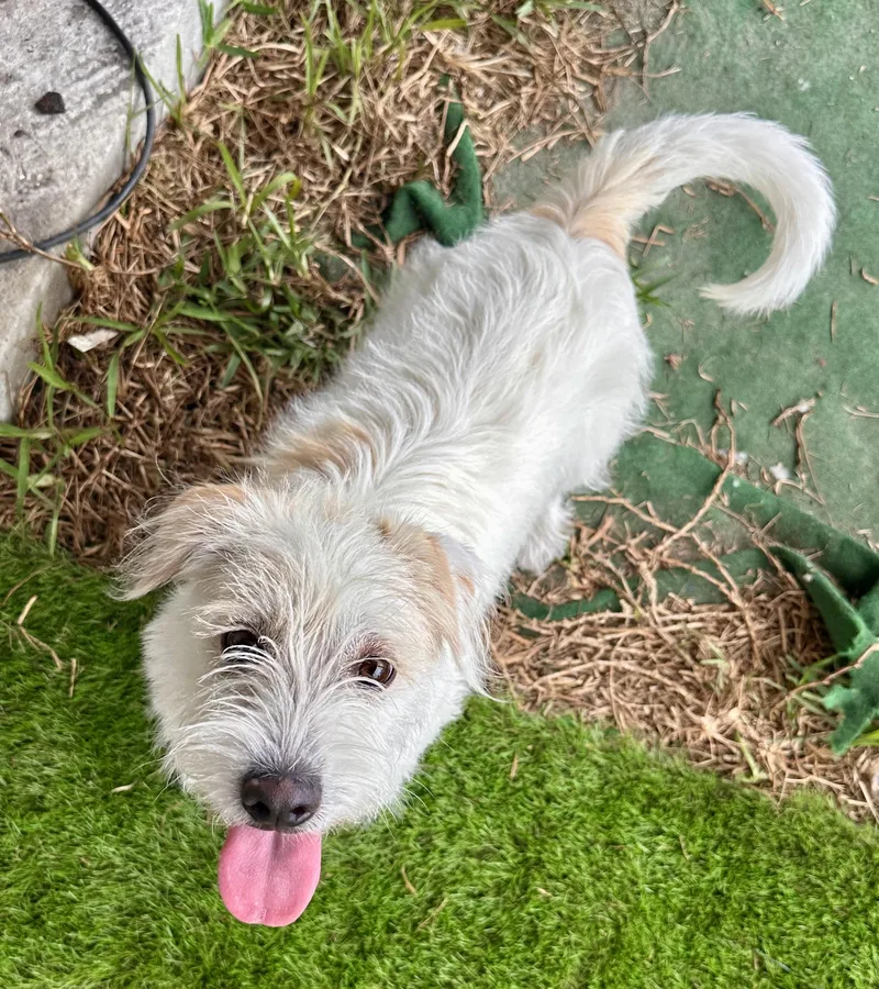 Serengeti thumbnail 4