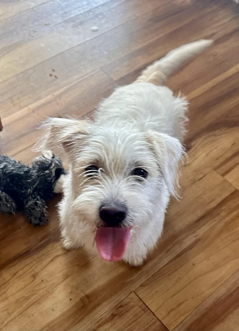 Serengeti thumbnail 5