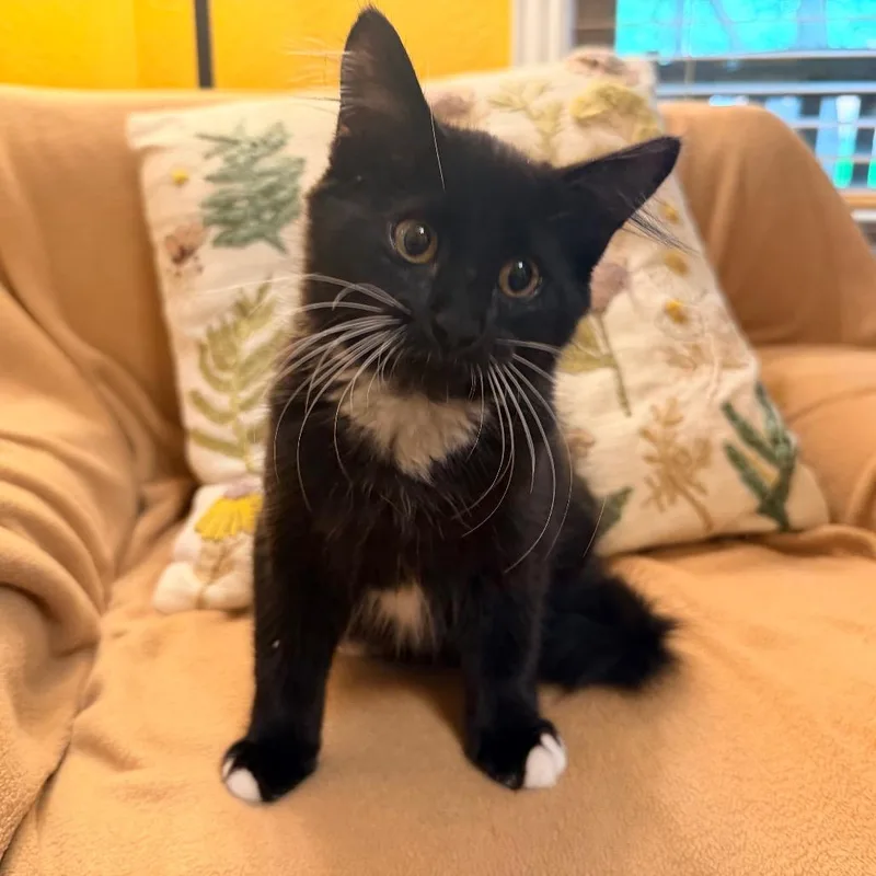 A baby small-sized female Black Domestic Long Hair cat named Delilah for adoption in Flower Mound, TX