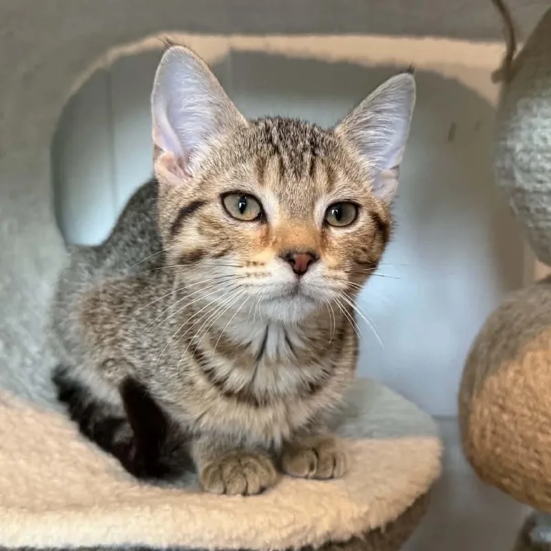 A baby medium-sized female Domestic Short Hair cat named Brittany for adoption in Phoenixville, PA