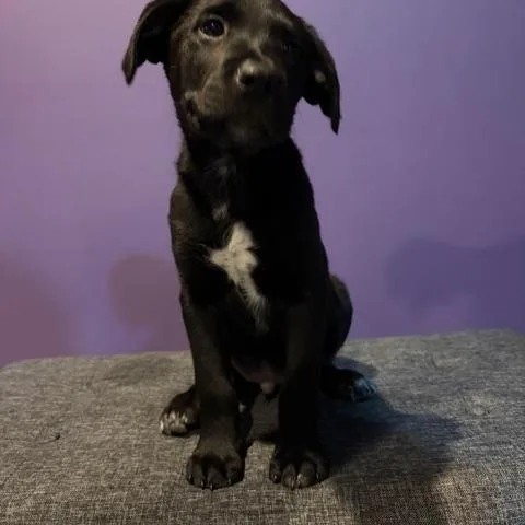 Pepper