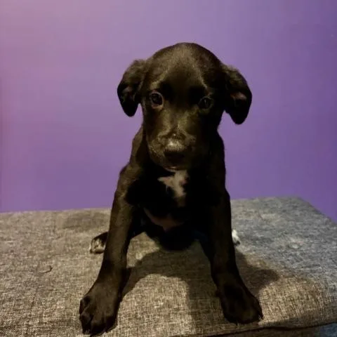 Pepper thumbnail 2