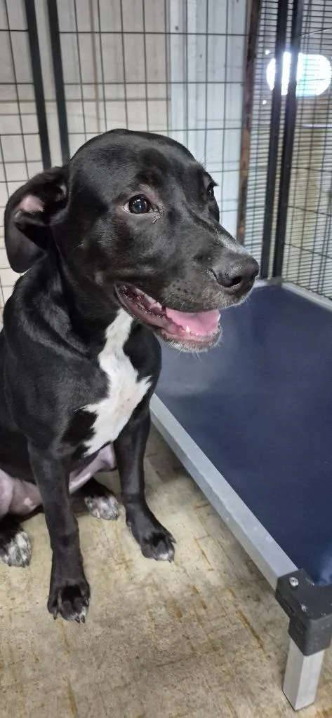 A baby medium-sized male Pit Bull Terrier dog named Onyx for adoption in Brownwood, TX