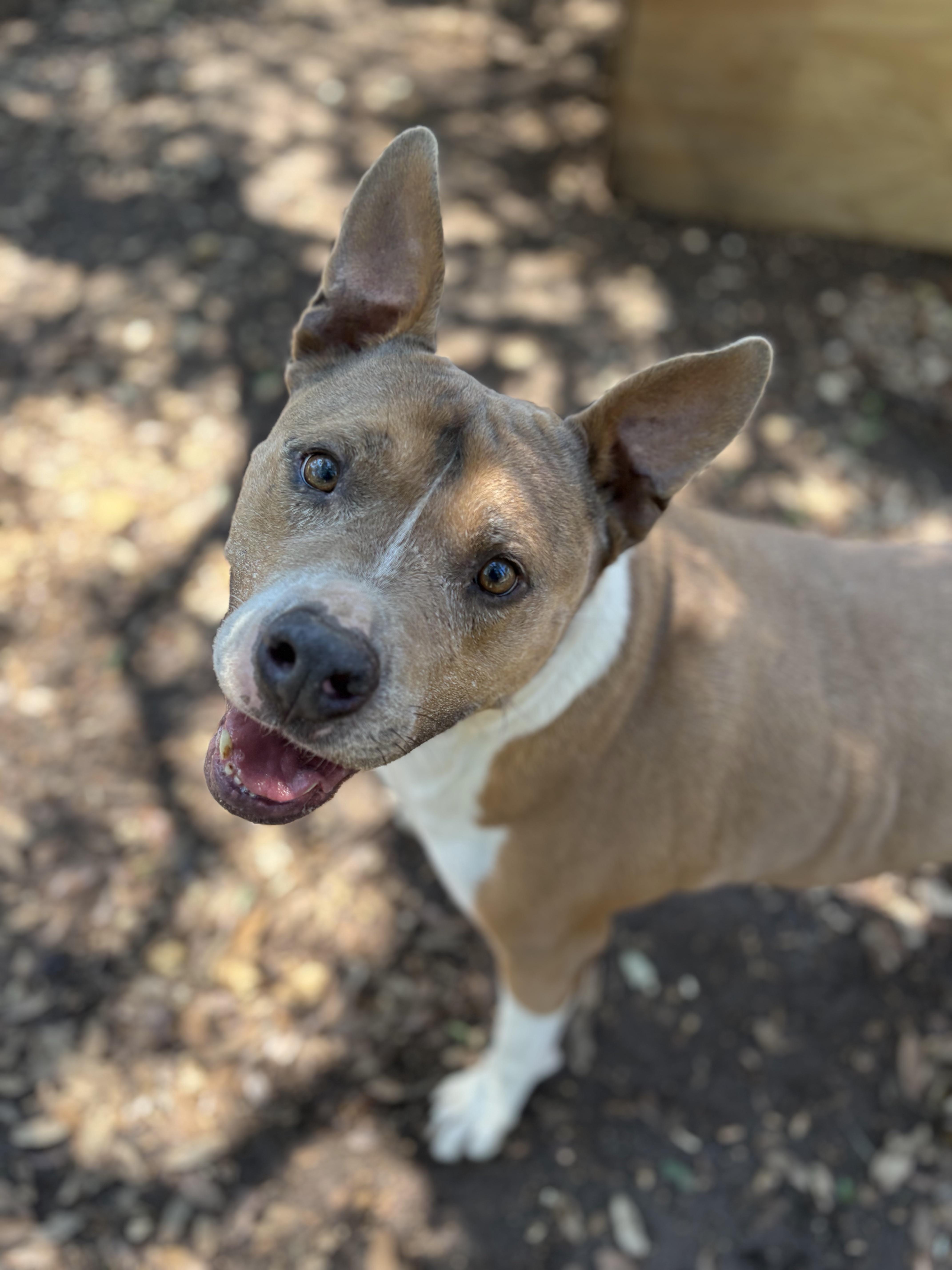 A young large-sized male Brown / Chocolate Mixed Breed dog named Chance for adoption in Blanco, TX