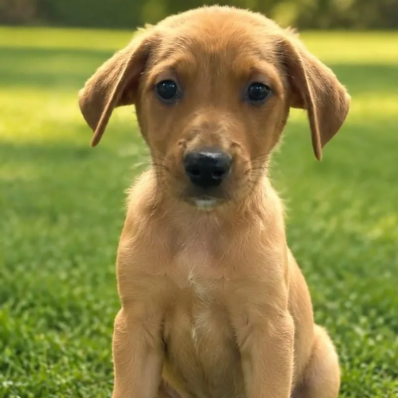 A baby medium-sized female Mixed Breed dog named Vivian Kensington for adoption in Cranston, RI
