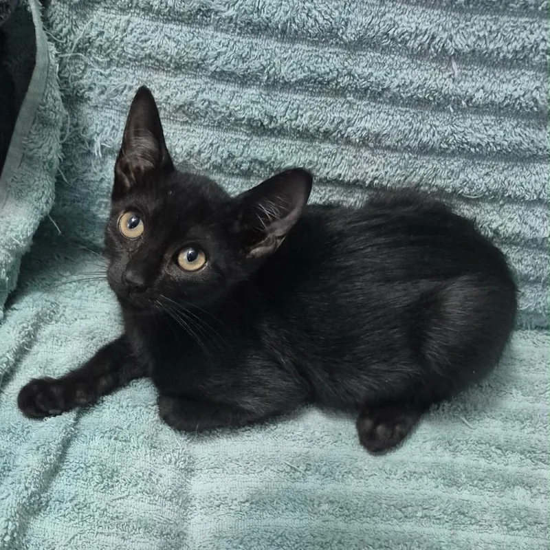 A baby small-sized male Black Domestic Short Hair cat named Pebble for adoption in Lauderhill, FL