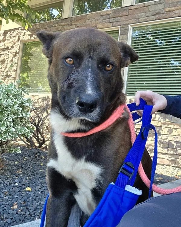 An adult medium-sized male Shepherd dog named Henry for adoption in Kennewick, WA