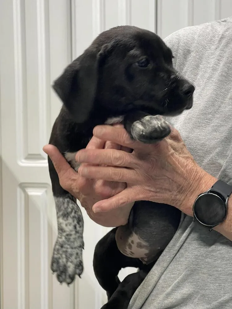A baby small-sized female Tricolor (Brown, Black, & White) Mixed Breed dog named Boots for adoption in Chattanooga, TN