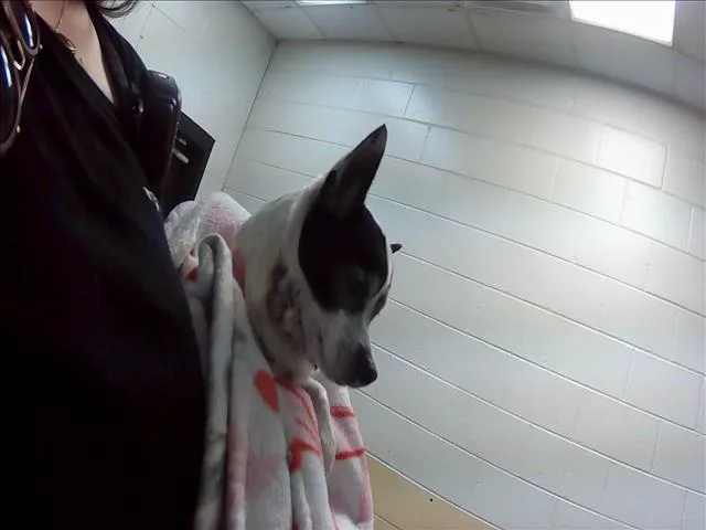 An adult small-sized female Chihuahua dog named Cayenne for adoption in Tulsa, OK