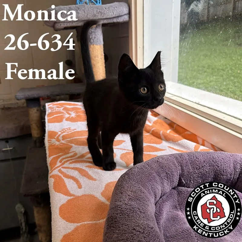 A young small-sized female Black Domestic Short Hair cat named Monica for adoption in Georgetown, KY
