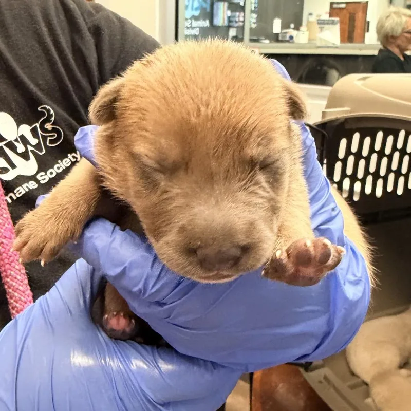 A baby small-sized female Mixed Breed dog named Ramune for adoption in Springboro, OH