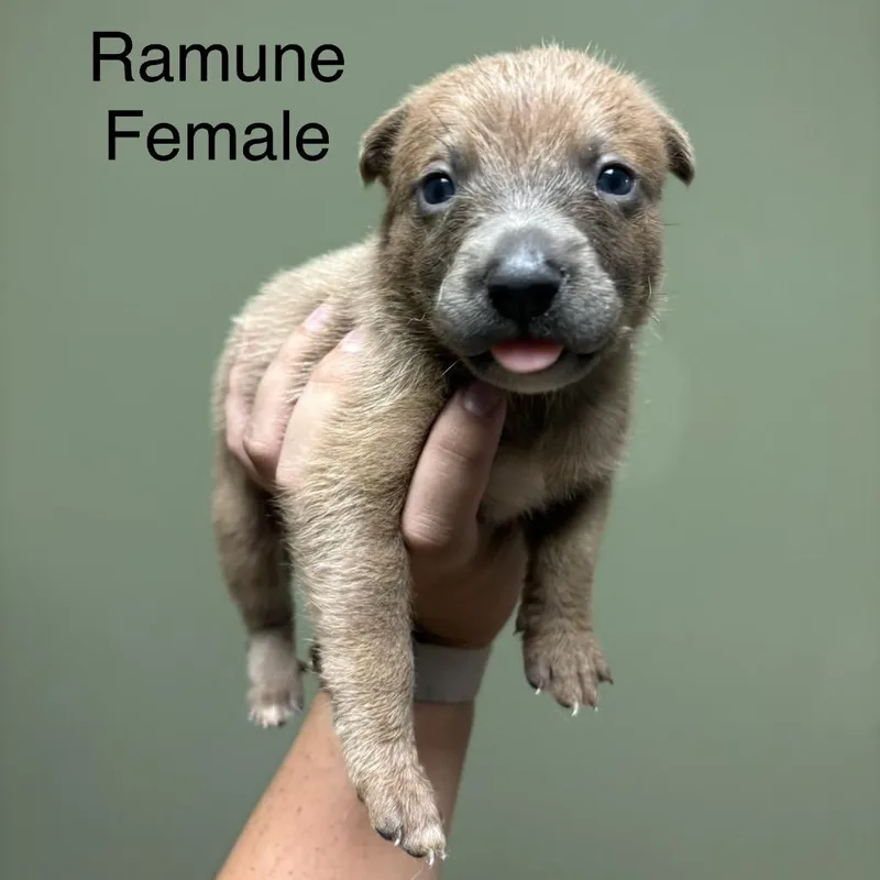 Ramune thumbnail 2