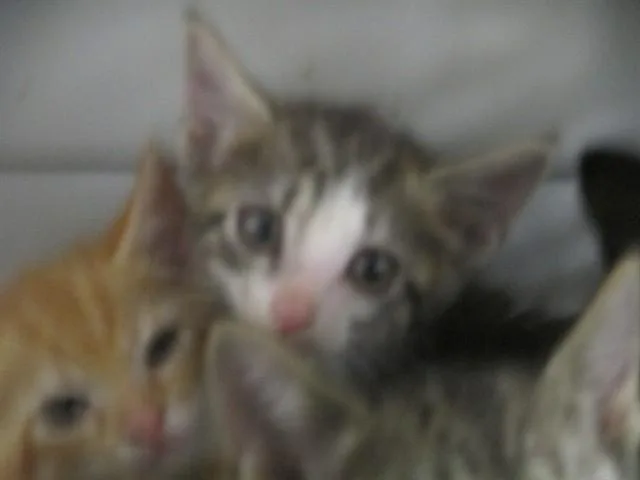 A baby small-sized female Domestic Short Hair cat named Alicent for adoption in Ocala, FL