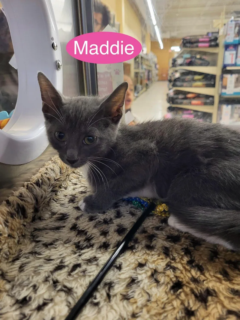 A baby medium-sized male Gray & White Domestic Short Hair cat named Maddie for adoption in Spring Lake, NJ