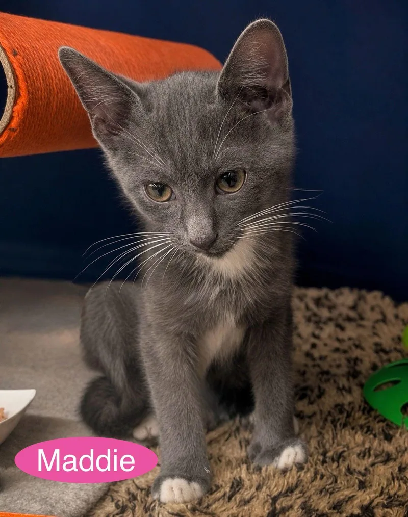 Maddie thumbnail 2