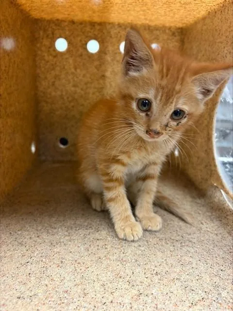 A baby small-sized male Domestic Short Hair cat named Mikey for adoption in Stockton, CA