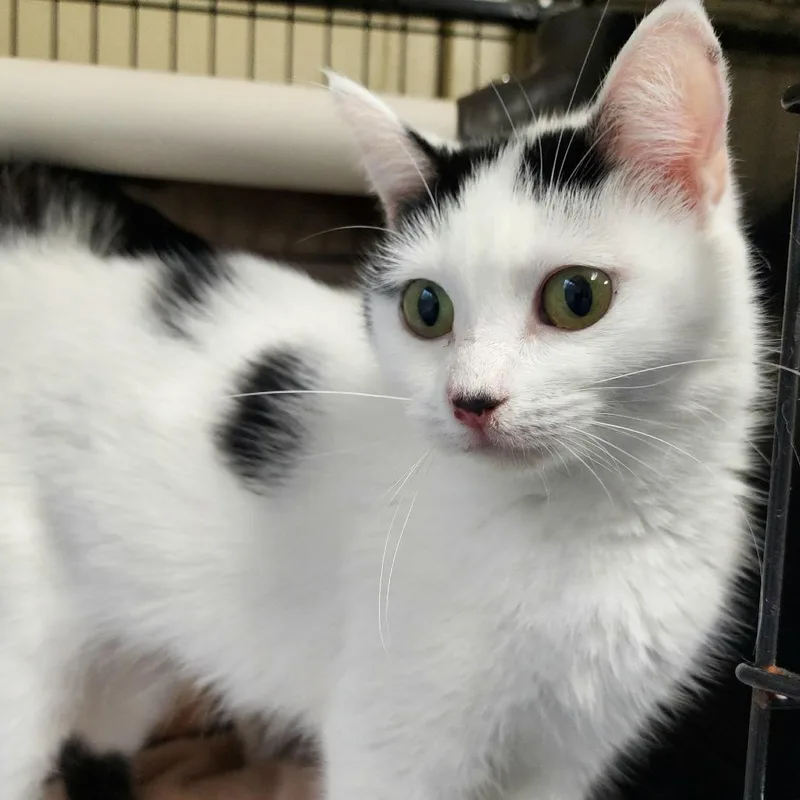 Sugarplum thumbnail 2