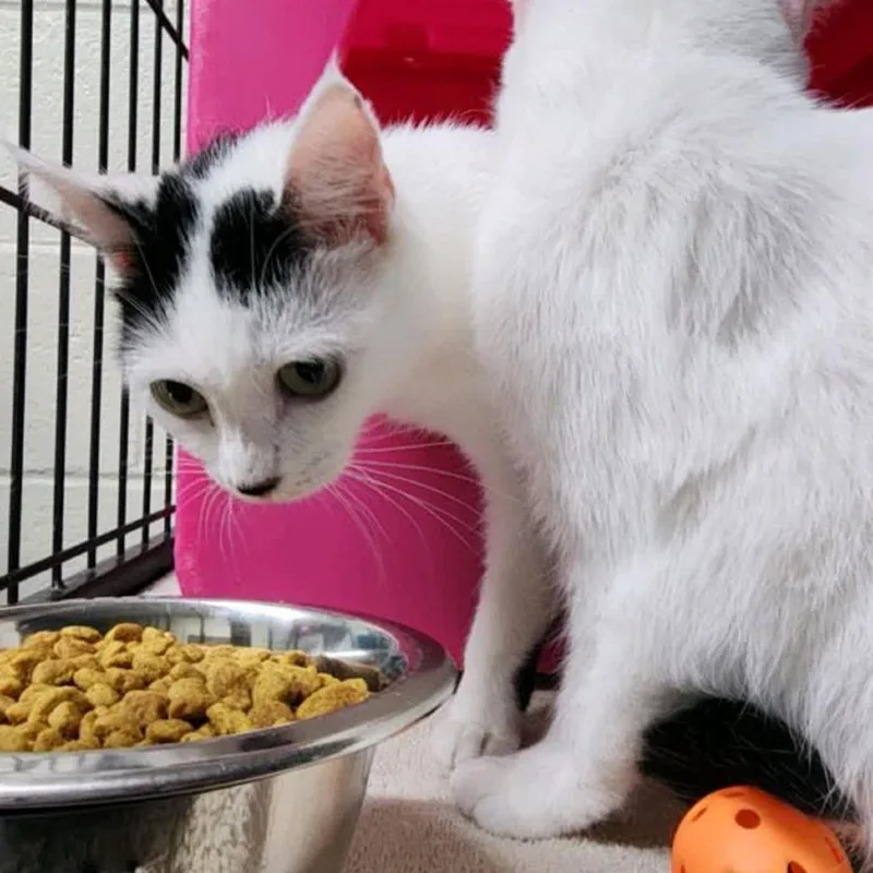 Sugarplum thumbnail 3