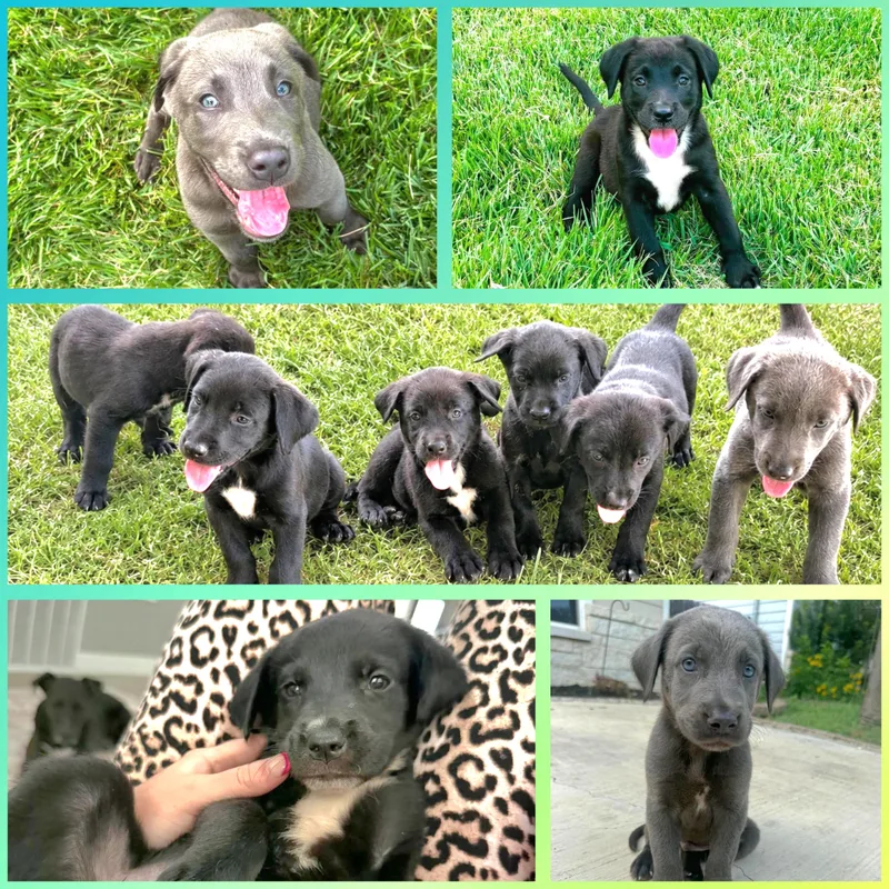 Puppies thumbnail 4