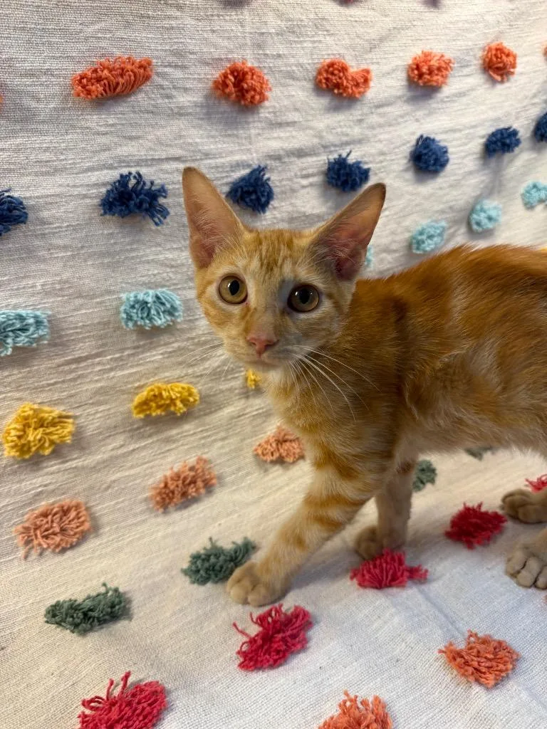 A baby medium-sized male Domestic Short Hair cat named Rusty PA for adoption in Denham Springs, LA