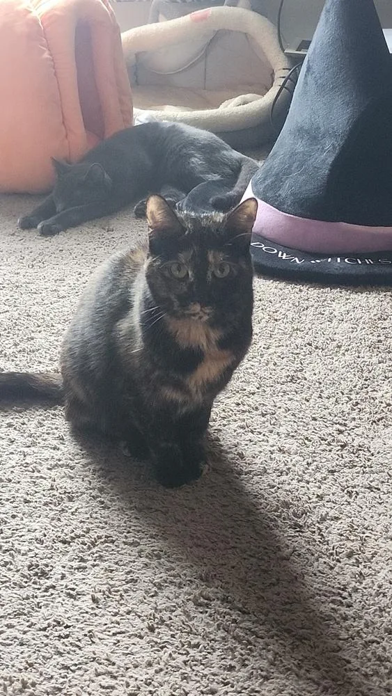 An adult large-sized female Domestic Short Hair cat named Princess for adoption in Elyria, OH
