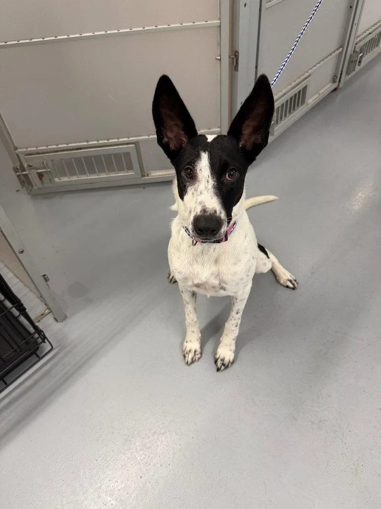 A young medium-sized female Shepherd dog named Izzy for adoption in Saint George, UT