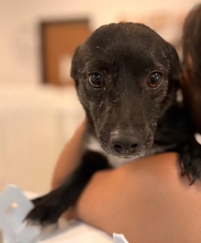 An adult small-sized male Black Chihuahua dog named Sonny for adoption in Van Nuys, CA